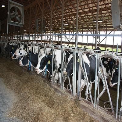 China Durable dairy cow strength collars, flexible pregnant cattle head lock! for sale