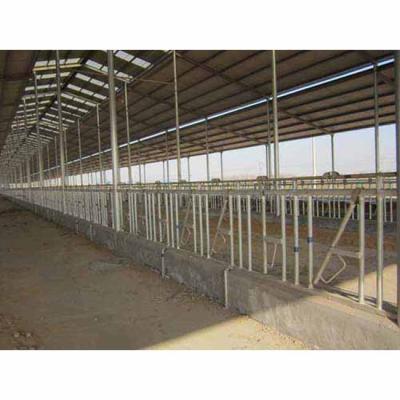 China Durable Cattle Equipment Hot Dip Galvanized Cow Cattle Strength Collars for sale