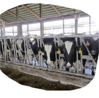 China Durable Galvanized Livestock Strength Collar For Dairy Farm Equipment for sale