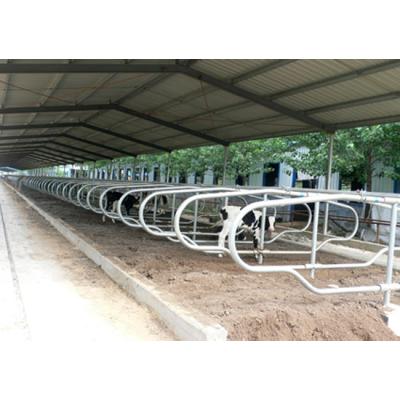 China Durable High Quality Cattle Freestanding Cow Stall Stainless Panels Customized for sale