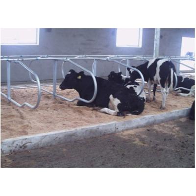 China Durable Portable Cow Cubicle Cattle Divided Panels Used Freestanding Cow Stall For Dairy Farm Equipment for sale