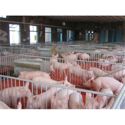 China Sustainable Pig Farm Breeding Equipments Nursing Crate For Piglets for sale