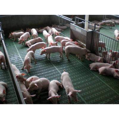 China Durable Made In China Hot Dip Galvanized Hog Cage Pig Hoisting Equipment for sale