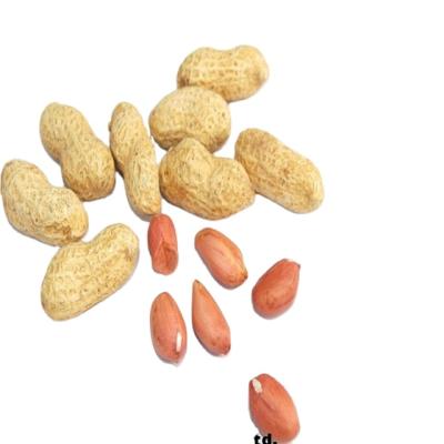 China Best Dried Selling High Quality Peanuts Produced In Shandong China Peanuts for sale