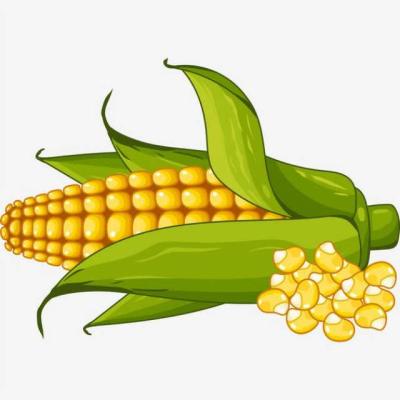 China Big Price China Shandong Dry Seasonal High Quality Fresh Vegetable Corn for sale