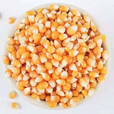 China New arrival seasonal fresh farm dry high quality corn, one ton of fresh corn for sale