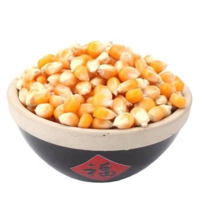 China Wholesale Price Seasonal Fresh Farm Dry High Quality Corn, One Ton Fresh Corn for sale