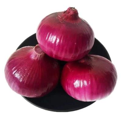 China Hot classic season fresh farm fresh large sale onions of fresh vegetables one ton for sale