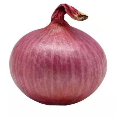 China Fresh products selling onions China onions export quality onions for sale