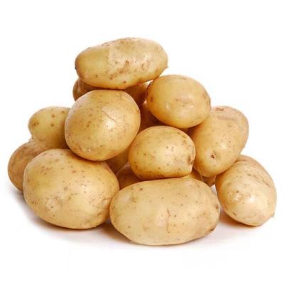 China Competitive Price Farm Fresh Season Fresh Vegetable Large Potatoes One Ton for sale