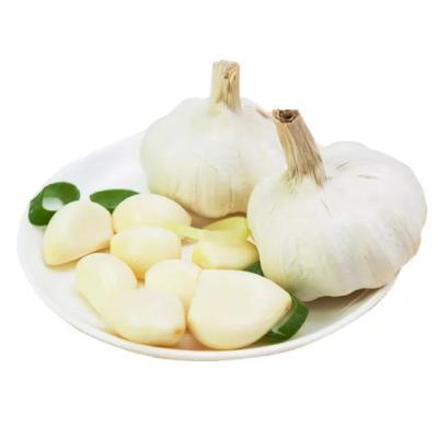 China 2021 China Shandong high quality fresh garlic pure white garlic export price starting at 5.0cm for sale