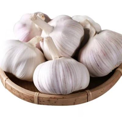 China Premium Fresh Fresh Onions For Cooking Garlic Seasonal High Quality Garlic for sale