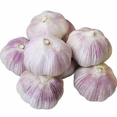 China 2021 hot wholesale seasonal high quality shandong garlic fresh vegetable fresh garlic from china for sale