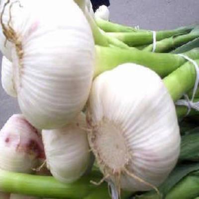 China Best Selling Seasonal Fresh Wholesale Seasonal Farm High Quality Garlic Per Ton Fresh Vegetables for sale