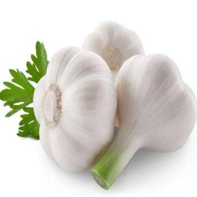 China Fresh hot selling farmers grow their own fresh garlic in 2021 one ton Shandong garlic for sale