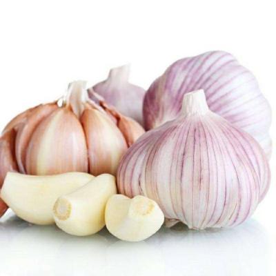 China Culture of China Fresh/Chinese Normal White Pure White Fresh Garlic New for sale