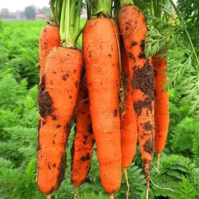 China Best china low price china low price shandong carrot fresh vegetables seasonal high quality carrots for sale