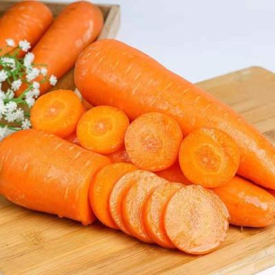 China OEM Quality Fresh Seasonal Fresh Vegetable High Quality Carrots Shandong Seasonal Carrots for sale