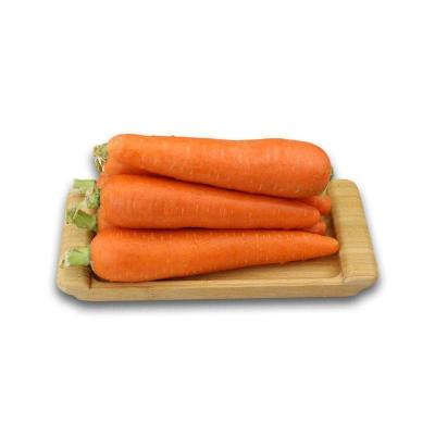 China Wholesale Price Farm Quality Fresh Seasonal Fresh Carrots Per Ton Fresh Carrots for sale