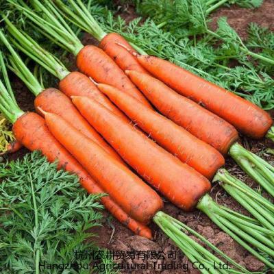 China Latest hot farm quality fresh seasonal sale fresh carrots, a ton of fresh carrots for sale