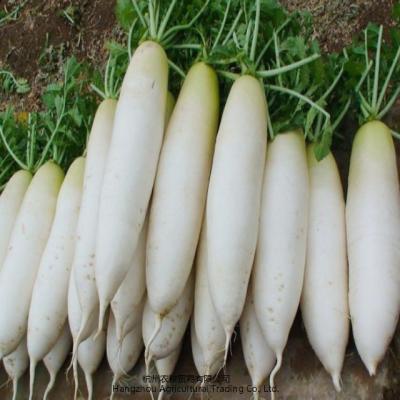 China Fresh Hot Sale Classic Chinese Seasonal Fresh Vegetables Shandong White Radish for sale