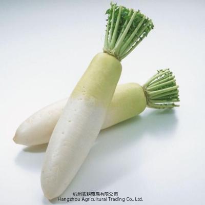 China Fresh Good Quality Seasonal Vegetables Chinese Shandong Seasonal White Radish for sale