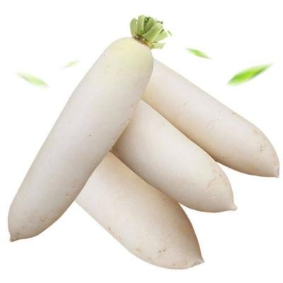 China Sweet and crisp longwhite radish hot sale classic seasonal vegetables fresh radish fruit for sale