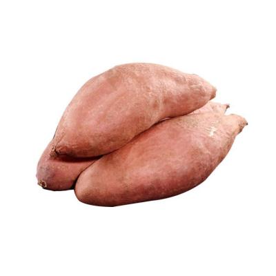 China Fresh new manufacturer-supplier 2021 fresh onions are used to cook seasonal high-quality sweet potatoes sweet potatoes for sale