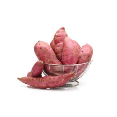 China China Sale China Shandong Sweet Potato Fresh Vegetable Fresh Seasonal High Quality Sweet Potato for sale