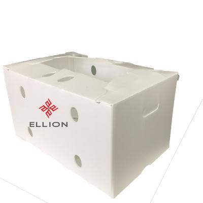 China Recyclable corrugated plastic boxes corn plastic box pp corrugated plastic box for sale