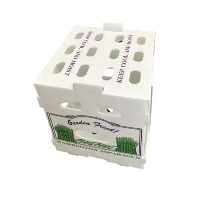 China Recycled corrugated plastic materials pp correx danpla asparagus box for sale