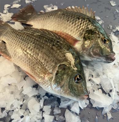 中国 Frozen Tilapia Fish Export to Africa 100-200g, 200-300g,300-500g,500-800g, 800g up 販売のため