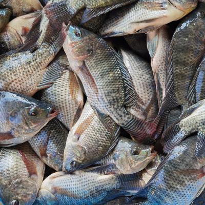 China Big Tilapia Fish Whole Round 500-800g to Africa en venta