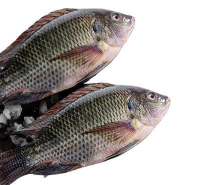 China Eastline Frozen Tilapia Sea Fish Trans-Fat Free, Low-Fat, nature Oreochromis Niloticus à venda