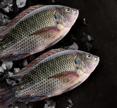 Cina Eastline Tilapia Sea Fish Tilapia Poisson Prix Trans-Fat Free, Low-Fat, nature Oreochromis Niloticus in vendita