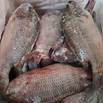 China Best Tilapia Whole Round to Africa zu verkaufen