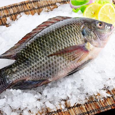 Cina Tilapia Peces Tilapia Sea Fish Tilapia Poisson Prix Trans-Fat Free, Low-Fat, nature Oreochromis Niloticus in vendita