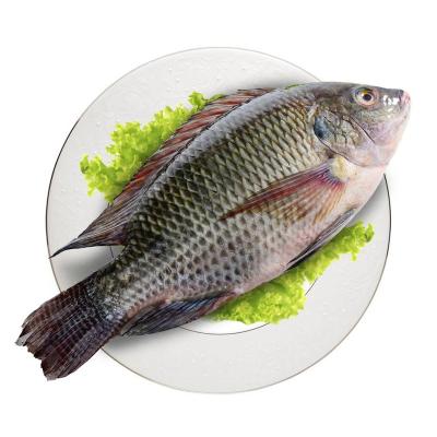 China Tilapia Poisson Tilapia Sea Fish Prix Trans-Fat Free, Low-Fat, nature Oreochromis Niloticus en venta