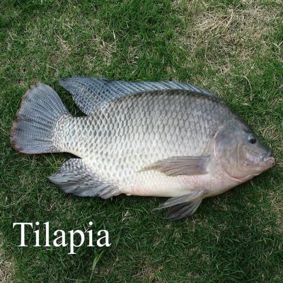 Cina Frozen tilapia Sea Fish Tilapia Poisson Prix Trans-Fat Free, Low-Fat, nature Oreochromis Nilwhole round in vendita