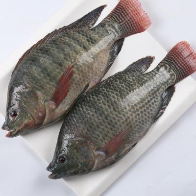 China Wholesale tilapia fish 100-200gr with cheap price 10KGS per carton for sale