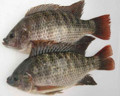 China Fresh Frozen Tilapia Sea Fish Tilapia Poisson Prix Trans-Fat Free, Low-Fat, nature Oreochromis Niloticus Te koop