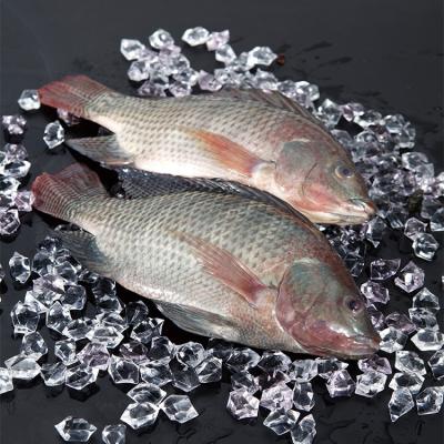 중국 Fresh Frozen Tilapia Sea Fish Tilapia Poisson Prix Trans-Fat Free, Low-Fat, nature Oreochromis Niloticus 판매용