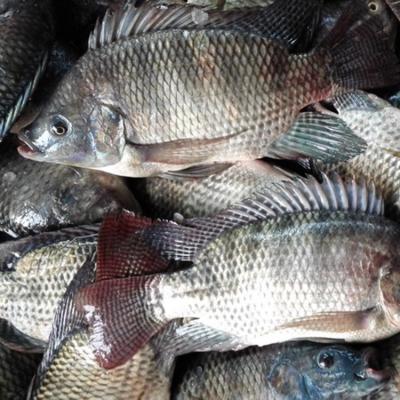 China Hot Sale Tilapia Whole Round to Africa en venta