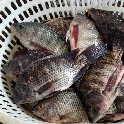 China Frozen Tilapia Exporter zu verkaufen