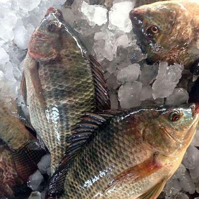 China Frozen Tilapia Fish Factory Te koop