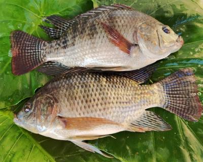 China Frozen tilapia gutted and scaled clean whole round for sale