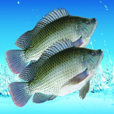 China Hot Sale Fish Tilapia 500-800g sea bream en venta