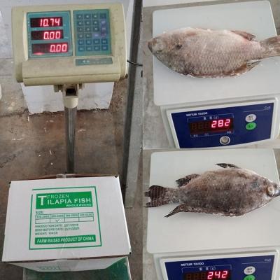 중국 Wholesale tilapia Export frozen foods tilapia with cheap price 판매용