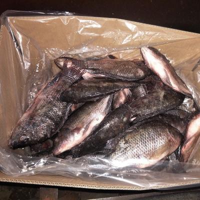 China Fresh Frozen Black Tilapia Fish Best Quality to African countries Wholesale price for sale