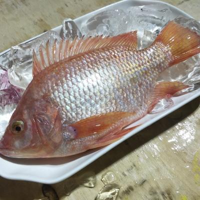 China Red tilapia fish for sale